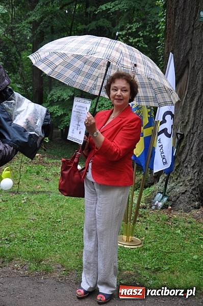 Zdjęcie w galerii na portalu naszraciborz.pl: Dąb Cysters ma już swoich potomków wiadomości z regionu