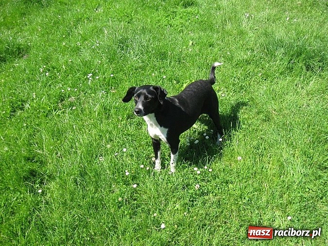 Zdjęcie w galerii na portalu naszraciborz.pl: Czyja to zguba? wiadomości z regionu