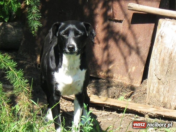 Zdjęcie w galerii na portalu naszraciborz.pl: Czyja to zguba? wiadomości z regionu