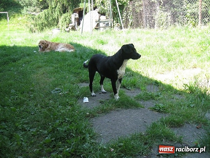 Zdjęcie w galerii na portalu naszraciborz.pl: Czyja to zguba? wiadomości z regionu