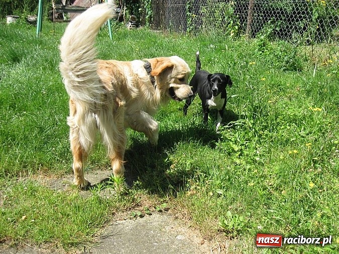 Zdjęcie w galerii na portalu naszraciborz.pl: Czyja to zguba? wiadomości z regionu