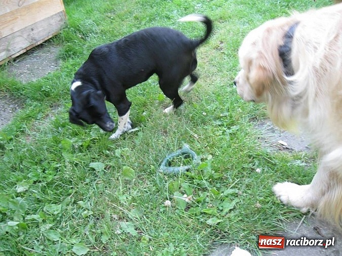 Zdjęcie w galerii na portalu naszraciborz.pl: Czyja to zguba? wiadomości z regionu
