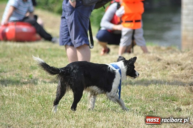 Zdjęcie w galerii na portalu naszraciborz.pl: Pierwsze koty za płoty. Sezon na Meandrach Odry otwarty wiadomości z regionu
