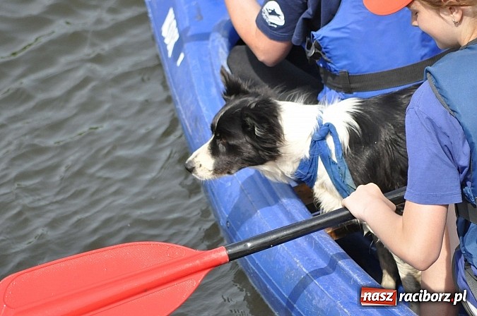 Zdjęcie w galerii na portalu naszraciborz.pl: Pierwsze koty za płoty. Sezon na Meandrach Odry otwarty wiadomości z regionu