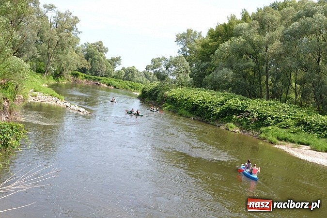 Zdjęcie w galerii na portalu naszraciborz.pl: Meandry Odry zachwycają. Zobacz zdjęcia z trasy wczorajszego spływu wiadomości z regionu