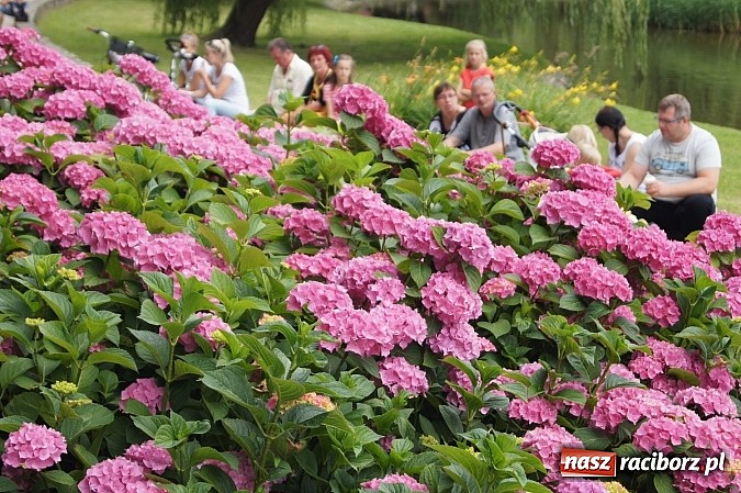 Zdjęcie w galerii na portalu naszraciborz.pl: Perspektywa na dobry początek koncertów letnich w Parku Roth wiadomości z regionu