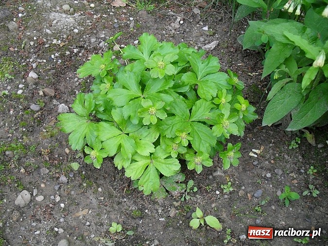 Zdjęcie w galerii na portalu naszraciborz.pl: Wakacyjny spacer po Oborze. Poszukaj rzadkich gatunków roślin wiadomości z regionu