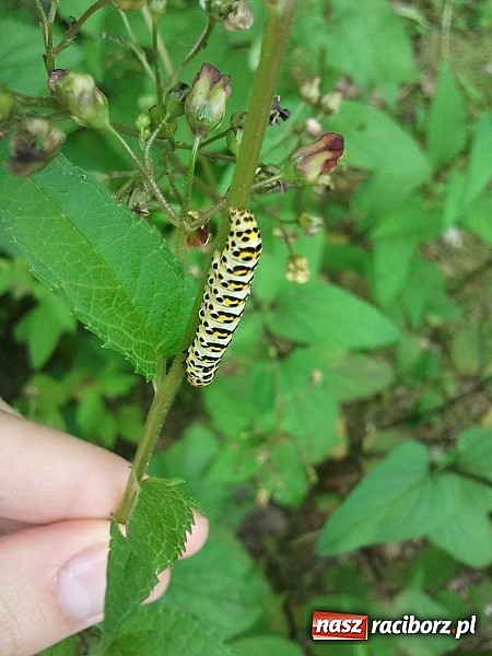 Zdjęcie w galerii na portalu naszraciborz.pl: Wakacyjny spacer po Oborze. Poszukaj rzadkich gatunków roślin wiadomości z regionu
