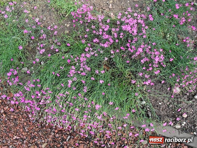 Zdjęcie w galerii na portalu naszraciborz.pl: Wakacyjny spacer po Oborze. Poszukaj rzadkich gatunków roślin wiadomości z regionu