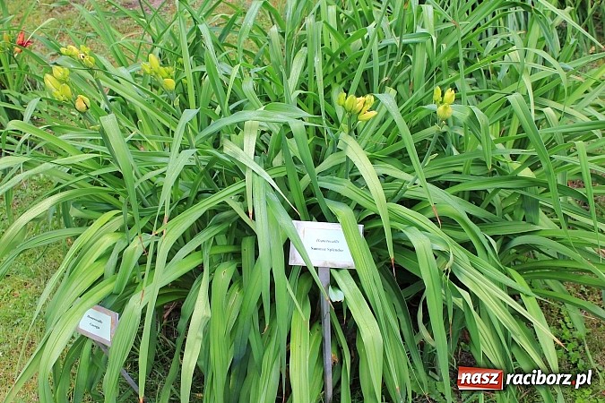 Zdjęcie w galerii na portalu naszraciborz.pl: Wakacyjny spacer po Oborze. Poszukaj rzadkich gatunków roślin wiadomości z regionu