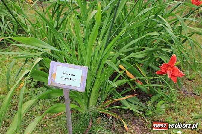 Zdjęcie w galerii na portalu naszraciborz.pl: Wakacyjny spacer po Oborze. Poszukaj rzadkich gatunków roślin wiadomości z regionu