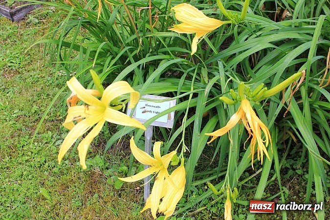 Zdjęcie w galerii na portalu naszraciborz.pl: Wakacyjny spacer po Oborze. Poszukaj rzadkich gatunków roślin wiadomości z regionu