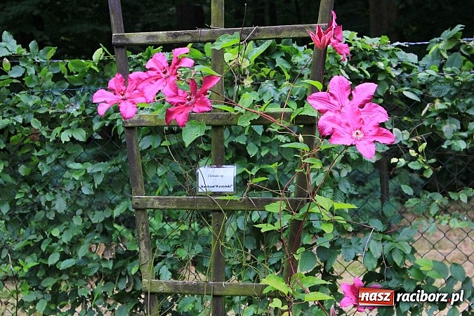 Zdjęcie w galerii na portalu naszraciborz.pl: Wakacyjny spacer po Oborze. Poszukaj rzadkich gatunków roślin wiadomości z regionu