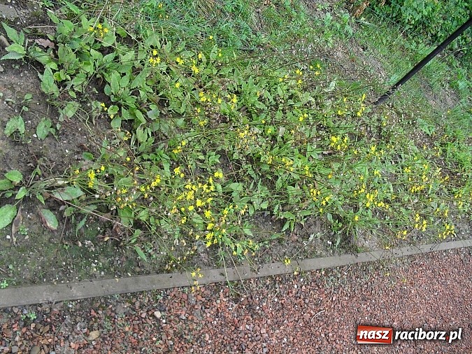 Zdjęcie w galerii na portalu naszraciborz.pl: Wakacyjny spacer po Oborze. Poszukaj rzadkich gatunków roślin wiadomości z regionu