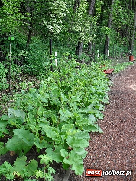 Zdjęcie w galerii na portalu naszraciborz.pl: Wakacyjny spacer po Oborze. Poszukaj rzadkich gatunków roślin wiadomości z regionu