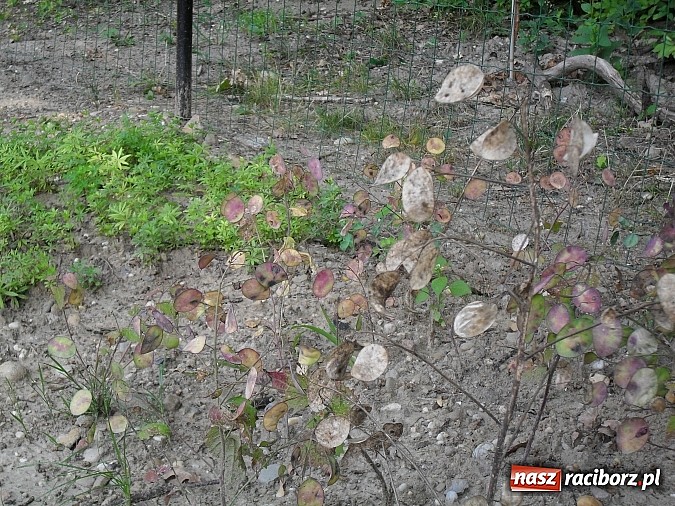 Zdjęcie w galerii na portalu naszraciborz.pl: Wakacyjny spacer po Oborze. Poszukaj rzadkich gatunków roślin wiadomości z regionu