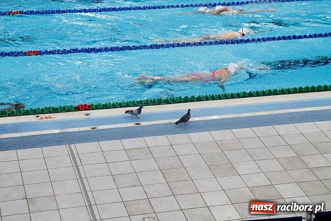 Zdjęcie w galerii na portalu naszraciborz.pl: Pływacy Szkoły Mistrzostwa Sportowego po raz pierwszy w historii startowali w Izraelu wiadomości z regionu