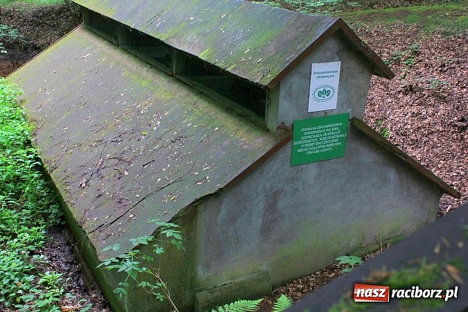 Zdjęcie w galerii na portalu naszraciborz.pl: Studnie, bunkry i mogiły…. Odkryj tajemnice Arboretum Bramy Morawskiej wiadomości z regionu