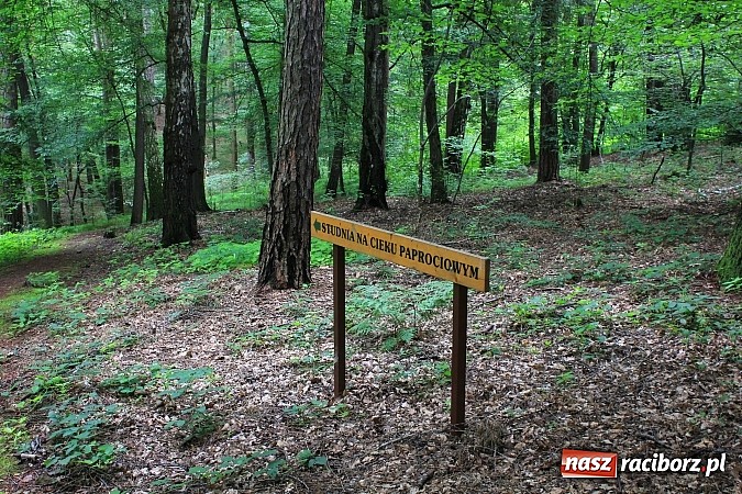 Zdjęcie w galerii na portalu naszraciborz.pl: Studnie, bunkry i mogiły…. Odkryj tajemnice Arboretum Bramy Morawskiej wiadomości z regionu