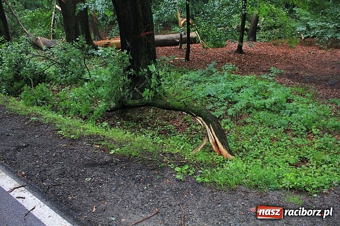 Zdjęcie w galerii na portalu naszraciborz.pl: 25 powalonych drzew, zalane piwnice i drogi, czyli skutki wczorajszej nawałnicy wiadomości z regionu