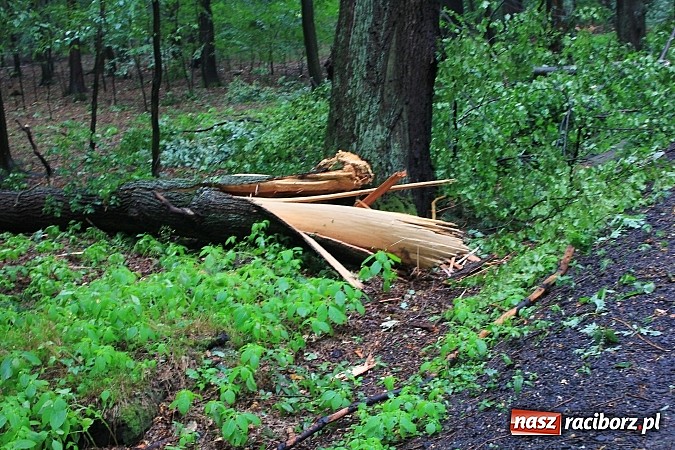 Zdjęcie w galerii na portalu naszraciborz.pl: 25 powalonych drzew, zalane piwnice i drogi, czyli skutki wczorajszej nawałnicy wiadomości z regionu