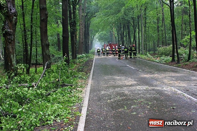 Zdjęcie w galerii na portalu naszraciborz.pl: 25 powalonych drzew, zalane piwnice i drogi, czyli skutki wczorajszej nawałnicy wiadomości z regionu