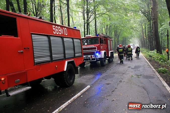 Zdjęcie w galerii na portalu naszraciborz.pl: 25 powalonych drzew, zalane piwnice i drogi, czyli skutki wczorajszej nawałnicy wiadomości z regionu