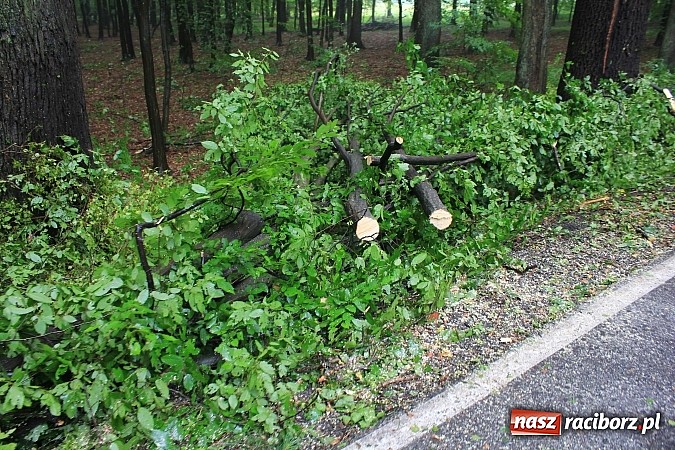 Zdjęcie w galerii na portalu naszraciborz.pl: 25 powalonych drzew, zalane piwnice i drogi, czyli skutki wczorajszej nawałnicy wiadomości z regionu