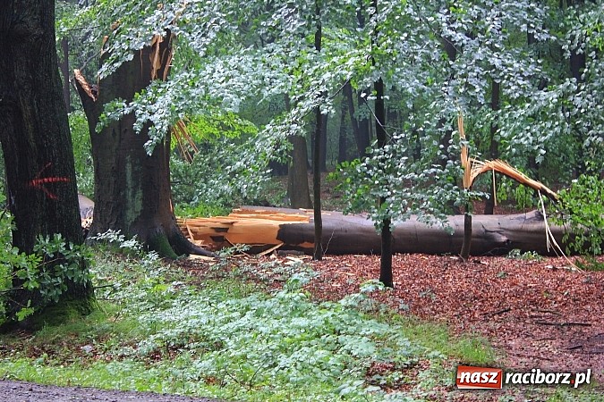 Zdjęcie w galerii na portalu naszraciborz.pl: 25 powalonych drzew, zalane piwnice i drogi, czyli skutki wczorajszej nawałnicy wiadomości z regionu