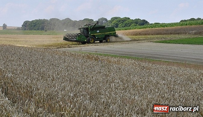 Zdjęcie w galerii na portalu naszraciborz.pl: Ruszył skup rzepaku wiadomości z regionu