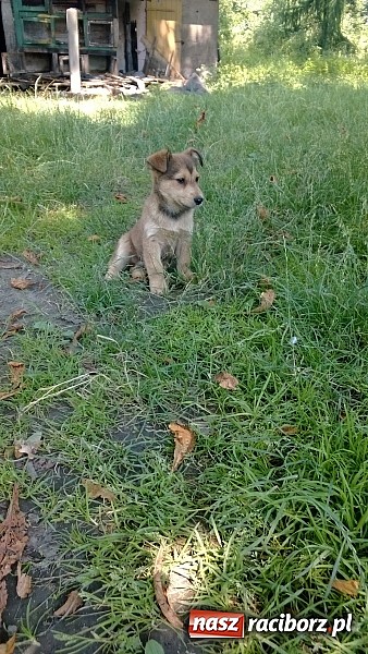 Zdjęcie w galerii na portalu naszraciborz.pl: Szukamy domu dla szczeniaczków wiadomości z regionu