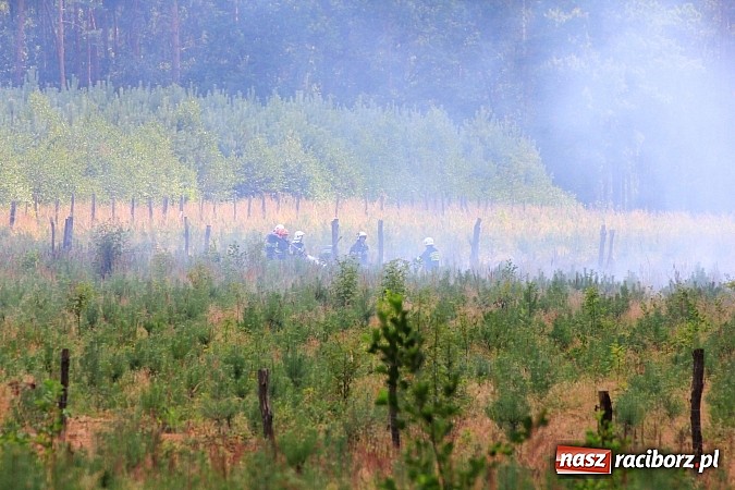 Zdjęcie w galerii na portalu naszraciborz.pl: Pożar w Nędzy przy szk&oacute;łce leśnej. Do akcji skierowano 6 zastęp&oacute;w straży i 2 dromadery wiadomości z regionu
