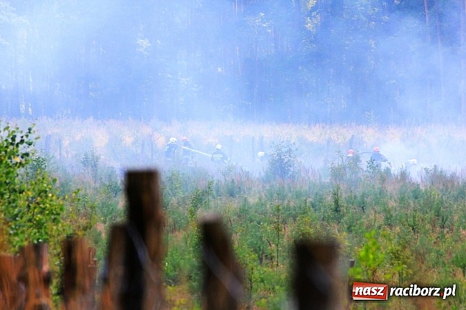 Zdjęcie w galerii na portalu naszraciborz.pl: Pożar w Nędzy przy szk&oacute;łce leśnej. Do akcji skierowano 6 zastęp&oacute;w straży i 2 dromadery wiadomości z regionu