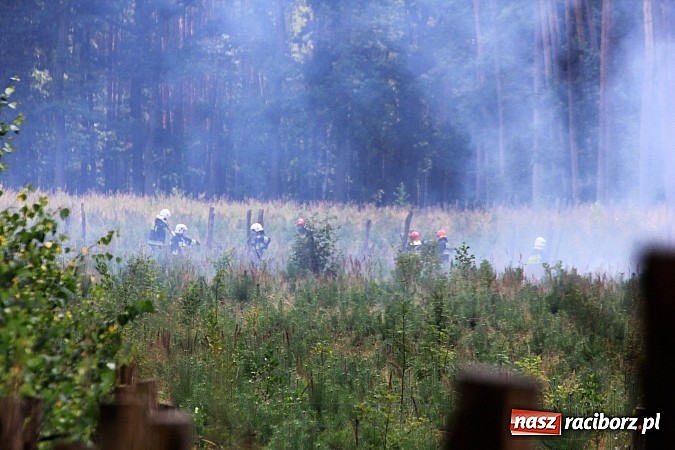 Zdjęcie w galerii na portalu naszraciborz.pl: Pożar w Nędzy przy szk&oacute;łce leśnej. Do akcji skierowano 6 zastęp&oacute;w straży i 2 dromadery wiadomości z regionu