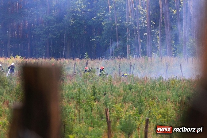 Zdjęcie w galerii na portalu naszraciborz.pl: Pożar w Nędzy przy szk&oacute;łce leśnej. Do akcji skierowano 6 zastęp&oacute;w straży i 2 dromadery wiadomości z regionu