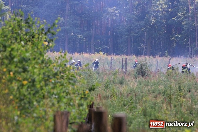 Zdjęcie w galerii na portalu naszraciborz.pl: Pożar w Nędzy przy szk&oacute;łce leśnej. Do akcji skierowano 6 zastęp&oacute;w straży i 2 dromadery wiadomości z regionu