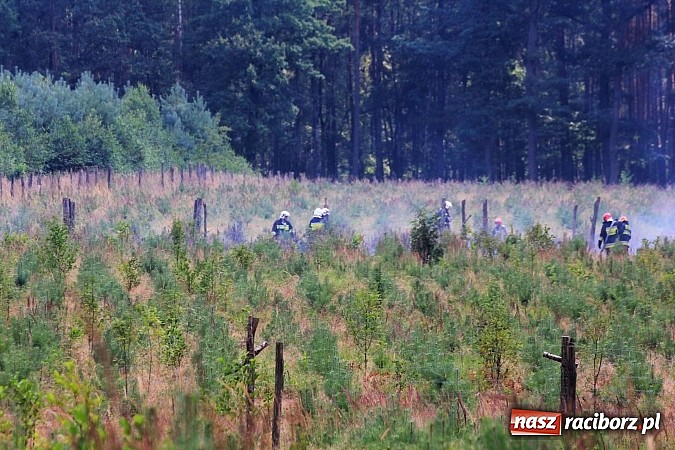 Zdjęcie w galerii na portalu naszraciborz.pl: Pożar w Nędzy przy szk&oacute;łce leśnej. Do akcji skierowano 6 zastęp&oacute;w straży i 2 dromadery wiadomości z regionu