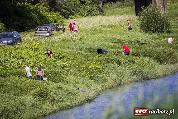 Zdjęcie w galerii na portalu naszraciborz.pl: Puchar Starosty w wędkarstwie spławikowym wręczony. Najlepszy Sebastian Omachel wiadomości z regionu