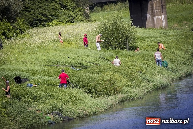 Zdjęcie w galerii na portalu naszraciborz.pl: Puchar Starosty w wędkarstwie spławikowym wręczony. Najlepszy Sebastian Omachel wiadomości z regionu