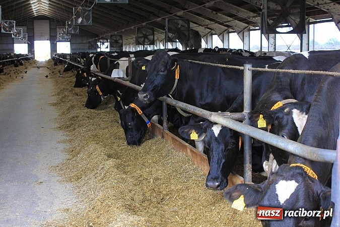 Zdjęcie w galerii na portalu naszraciborz.pl: W Agromaxie będą suszyć zboże wykorzystując gaz. Nowa inwestycja oddana do użytku wiadomości z regionu