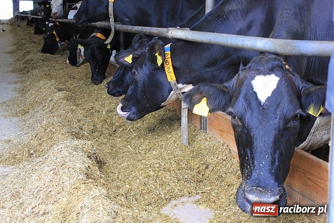 Zdjęcie w galerii na portalu naszraciborz.pl: W Agromaxie będą suszyć zboże wykorzystując gaz. Nowa inwestycja oddana do użytku wiadomości z regionu