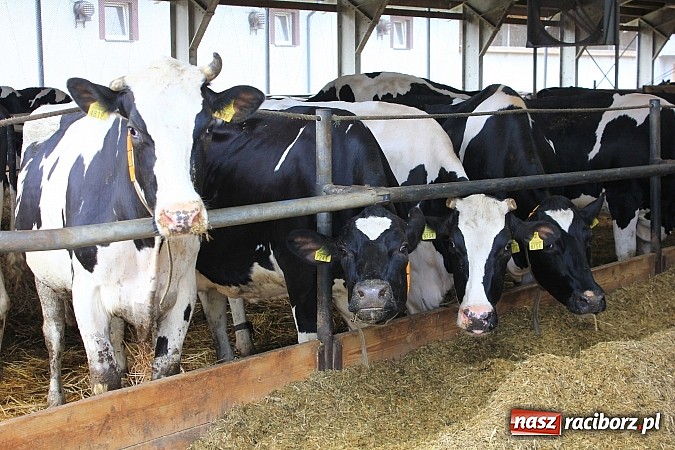 Zdjęcie w galerii na portalu naszraciborz.pl: W Agromaxie będą suszyć zboże wykorzystując gaz. Nowa inwestycja oddana do użytku wiadomości z regionu