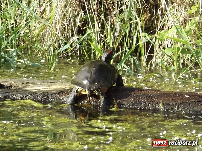 Zdjęcie w galerii na portalu naszraciborz.pl: Piękne żółwie na żwirowni na Ostrogu wiadomości z regionu