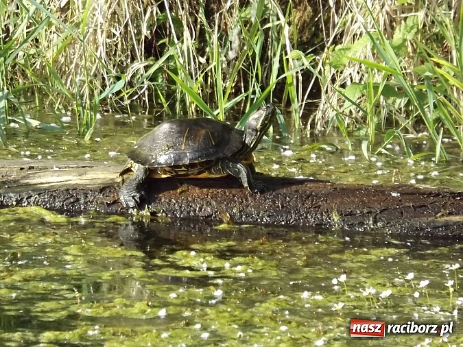 Zdjęcie w galerii na portalu naszraciborz.pl: Piękne żółwie na żwirowni na Ostrogu wiadomości z regionu