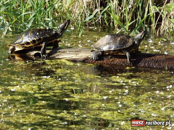 Zdjęcie w galerii na portalu naszraciborz.pl: Piękne żółwie na żwirowni na Ostrogu wiadomości z regionu