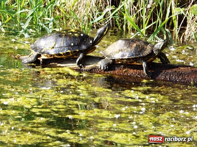 Zdjęcie w galerii na portalu naszraciborz.pl: Piękne żółwie na żwirowni na Ostrogu wiadomości z regionu
