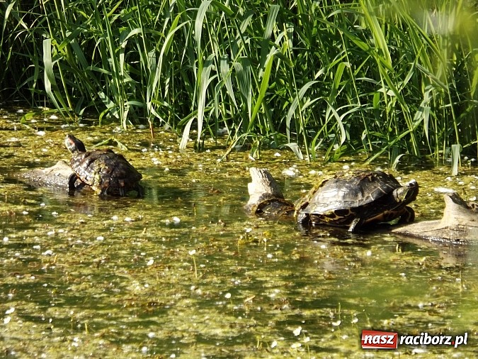 Zdjęcie w galerii na portalu naszraciborz.pl: Piękne żółwie na żwirowni na Ostrogu wiadomości z regionu