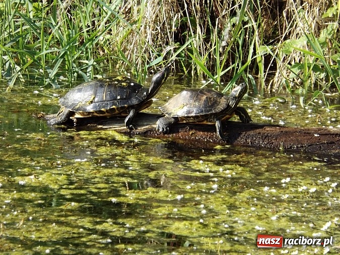 Zdjęcie w galerii na portalu naszraciborz.pl: Piękne żółwie na żwirowni na Ostrogu wiadomości z regionu