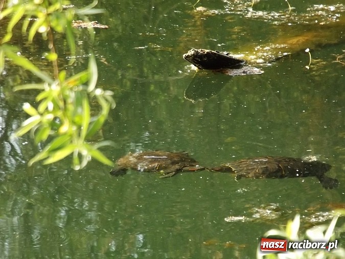 Zdjęcie w galerii na portalu naszraciborz.pl: Piękne żółwie na żwirowni na Ostrogu wiadomości z regionu
