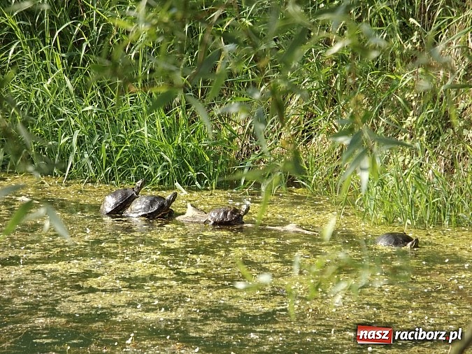 Zdjęcie w galerii na portalu naszraciborz.pl: Piękne żółwie na żwirowni na Ostrogu wiadomości z regionu